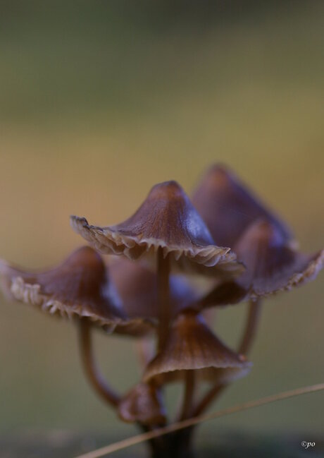 Dansende paddestoelen