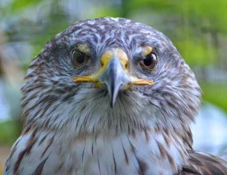 Close-up van een Konings Buizerd