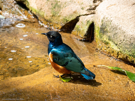 Driekleurige Glansspreew