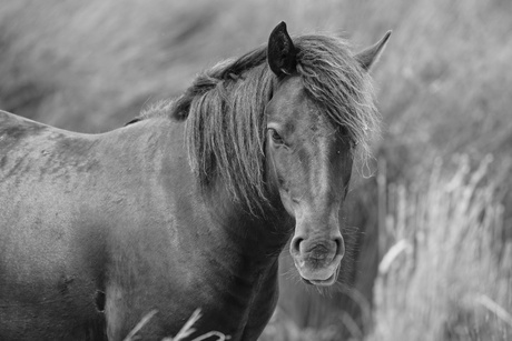 Paardje in het wild