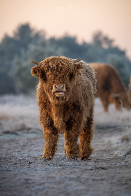 Schotse hooglander kalfje