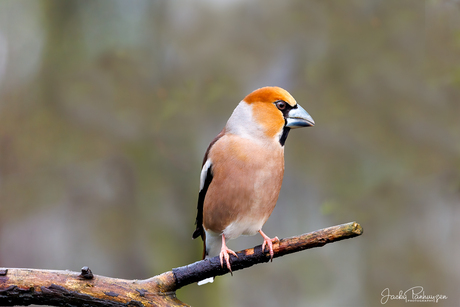 Appelvink