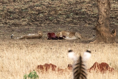 zebra kijkt naar etende cheeta’s