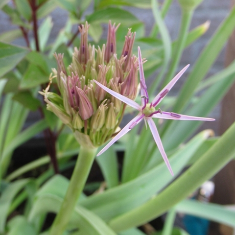 Allium in bloei