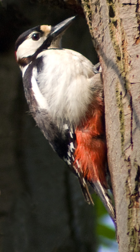 Grote Bonte Specht