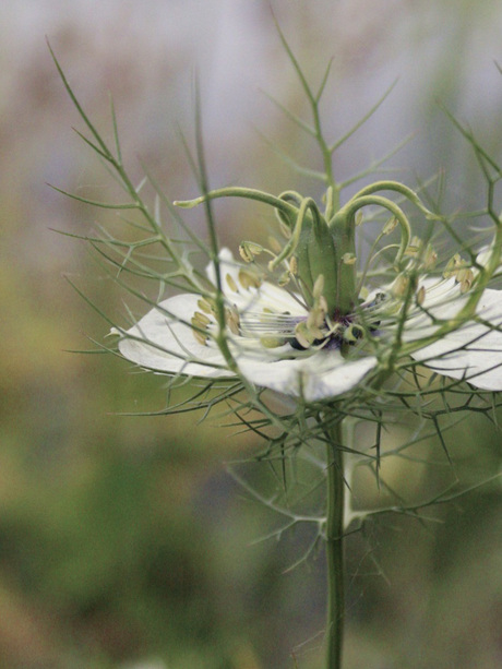 Nigella damascena