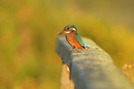 IJsvogel 