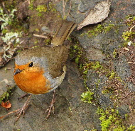 Robin, Roodborstje