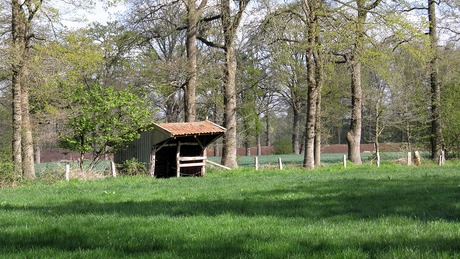 Ouwe meuk met houtduif