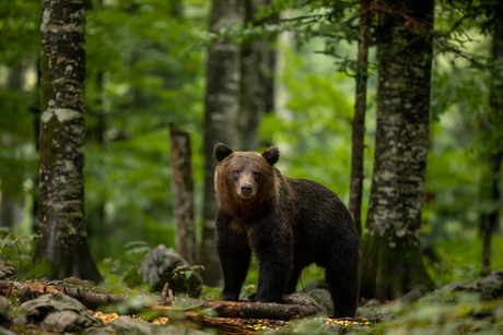 Europese bruine beren fotograferen in Slovenië