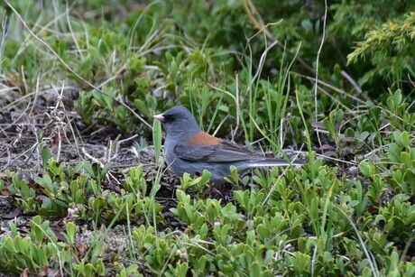 Grey Headed Junco(Junco Hyemalis)