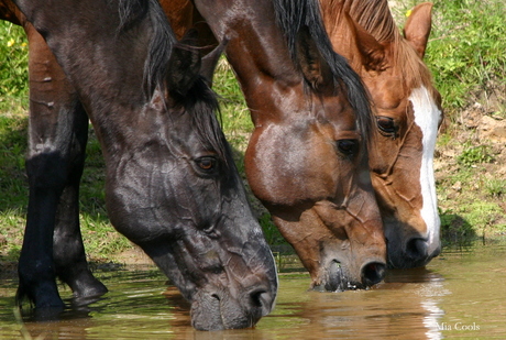 Drinkende paarden