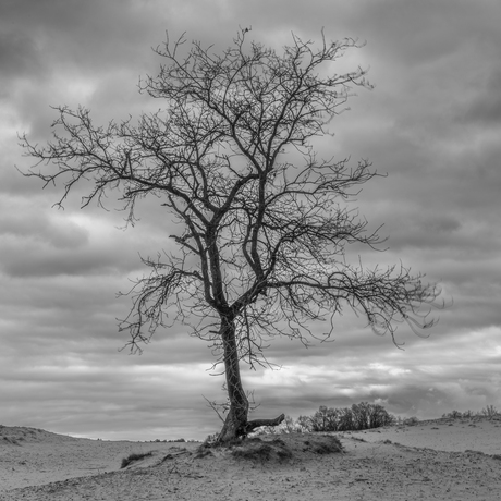 Alleen op de zandvlakte