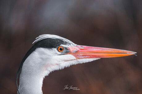 Blauwe Reiger