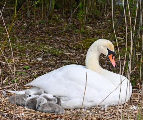 Zwanennest