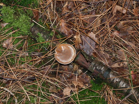 paddestoel in het bos