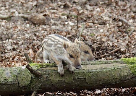 2015-04-11 Wiltpark het Aardhuis Everzwijntjes