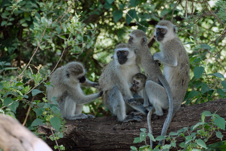 Vervet aapjes