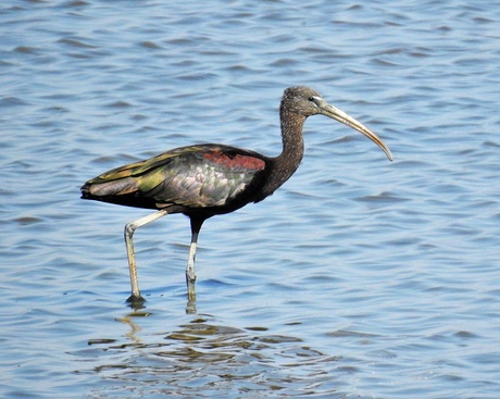 ibis