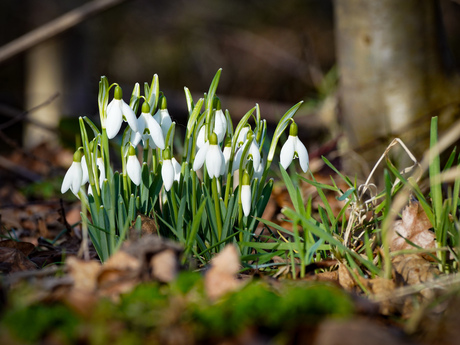 Sneeuwklokjes zonder sneeuw
