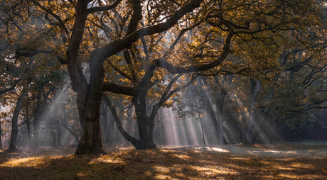 Sunbeams!