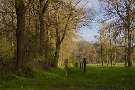 Bos en grasvlakte overgang