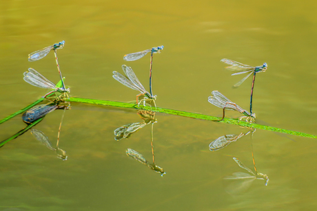 GOED  VOORBEELD  DOET  ...