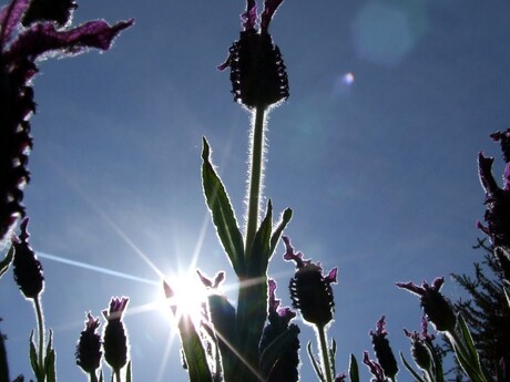 Lavendel