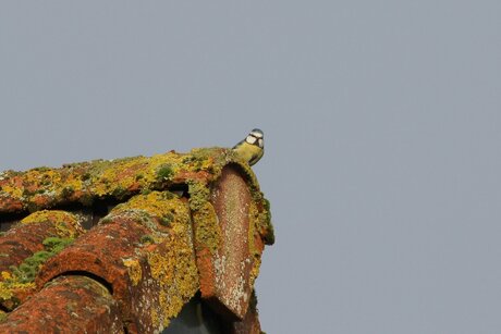 Mésange bleue