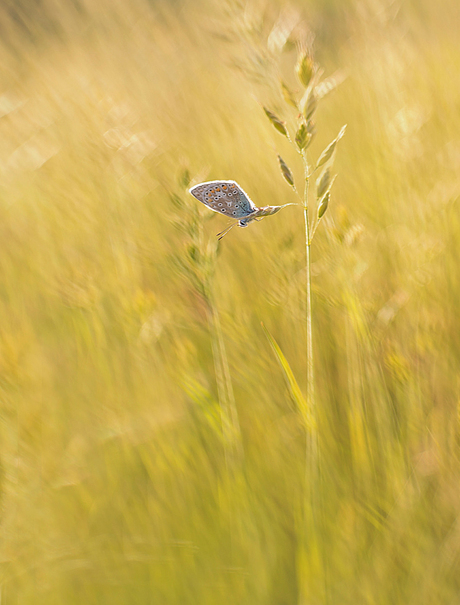 golden light