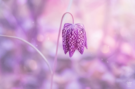 Kievitsbloem in pastel