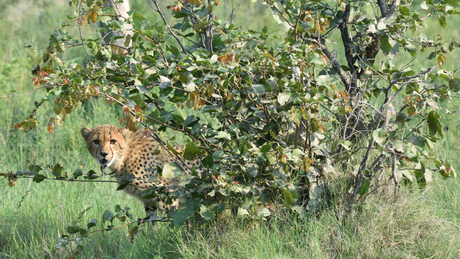 Cheetah in Botswana