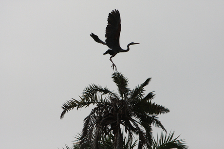 voorzichtige landing