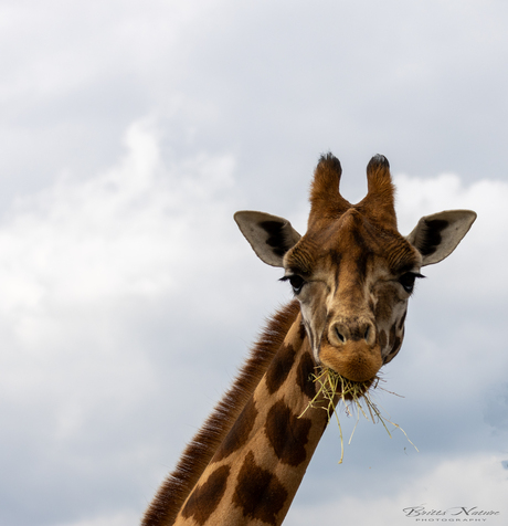 Giraffe met een lekker hapje