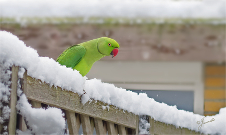 brrrrrrrr..........koud 