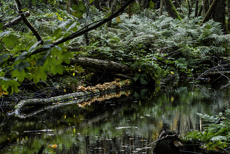 paddenstoelen in water