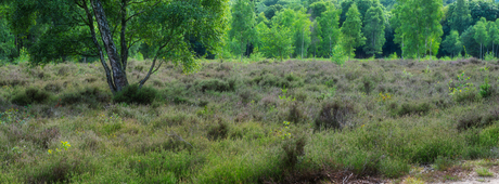 De bossen bij Amerongen