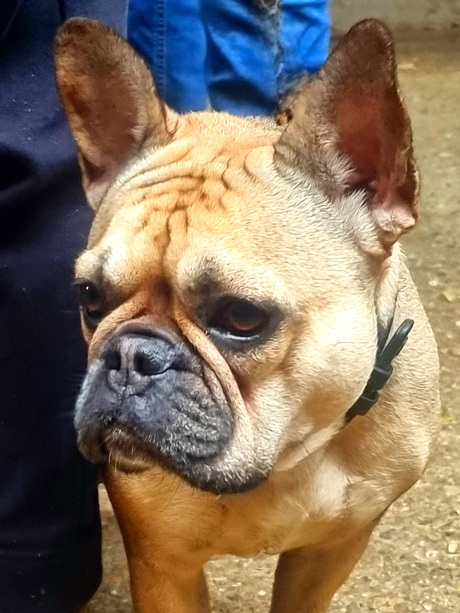 Franse bulldog 