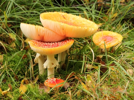 Paddestoelen 1.jpg