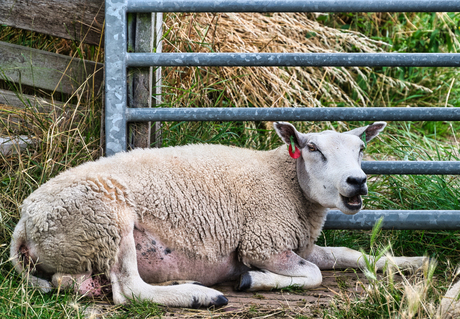dieren