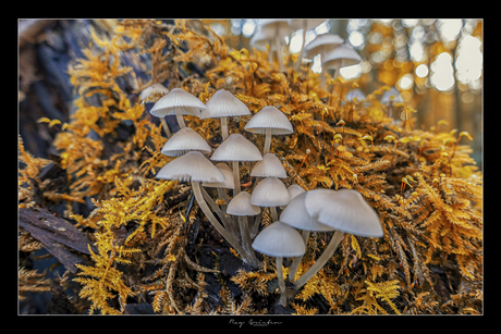 Paddenstoelen