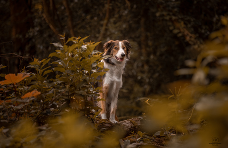 Loki in het bos