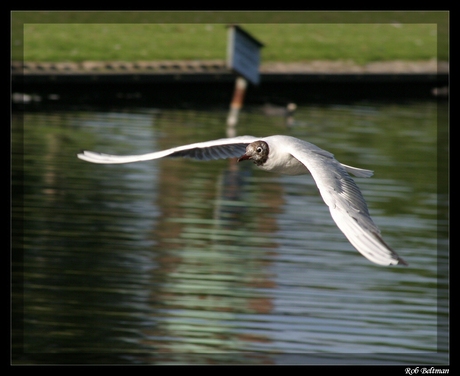 In vogelvlucht