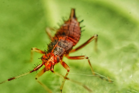 Deraeocoris ruber (lees details)