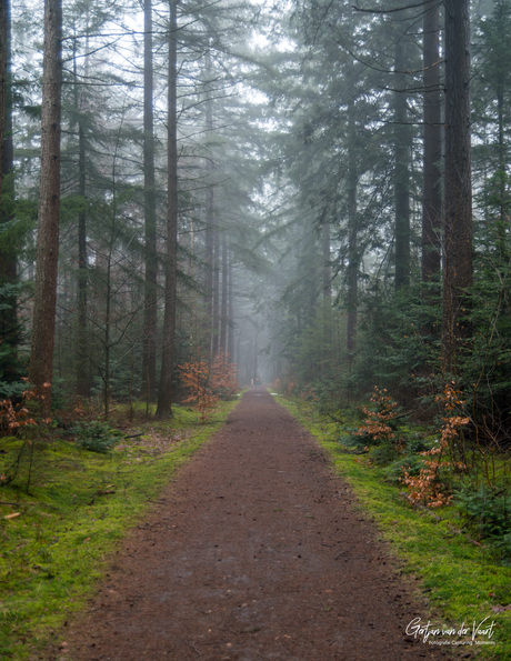 𝑴𝒊𝒔𝒕𝒚 𝑴𝒐𝒓𝒏𝒊𝒏𝒈