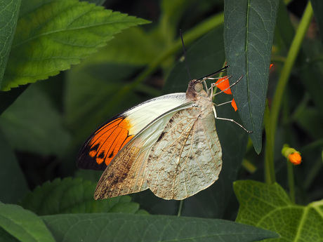 Hebomoia Glaucippe