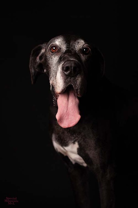 Portret hond
