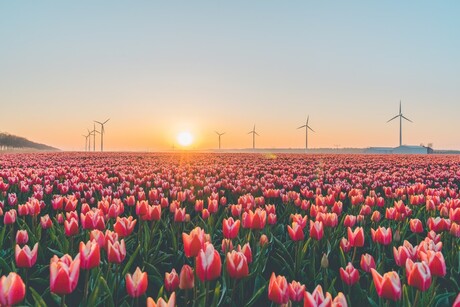 Tulpenvelden in Flevoland