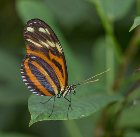 Heliconius hecale