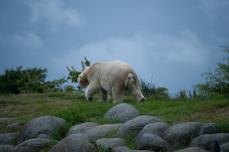 Dierentuin Wildlands Emmen